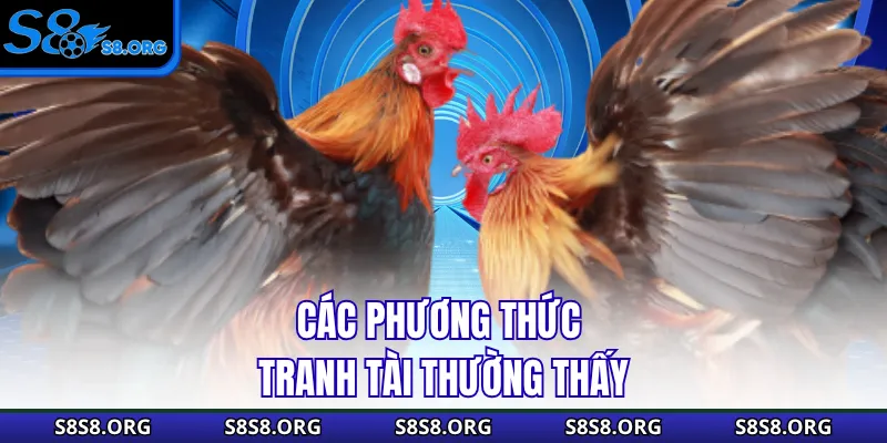 Đá Gà Campuchia - Cuộc Chiến Của Những Chiến Binh Dũng Cảm - Tiwin
