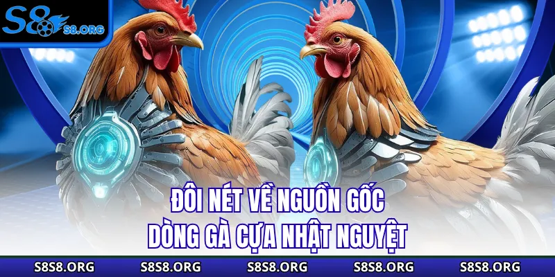Cựa Nhật Nguyệt - Siêu Phẩm Thần Kê Mọi Nhà Đều Muốn Sở Hữu - Tiwin