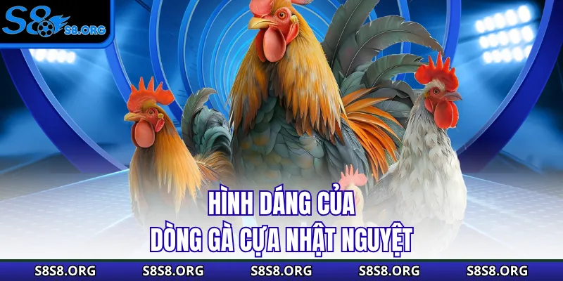 Cựa Nhật Nguyệt - Siêu Phẩm Thần Kê Mọi Nhà Đều Muốn Sở Hữu - Tiwin