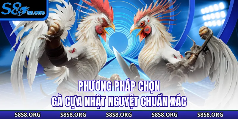 Cựa Nhật Nguyệt - Siêu Phẩm Thần Kê Mọi Nhà Đều Muốn Sở Hữu - Tiwin